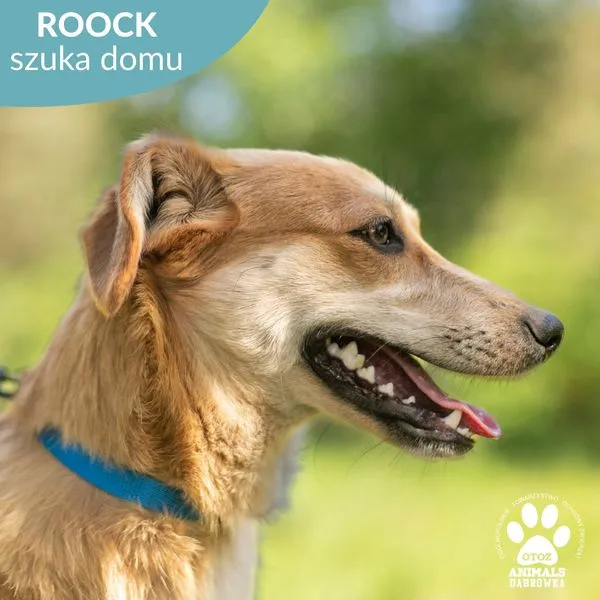 Pies do adopcji, Dąbrówka, 30 maja 2024 (4/5)