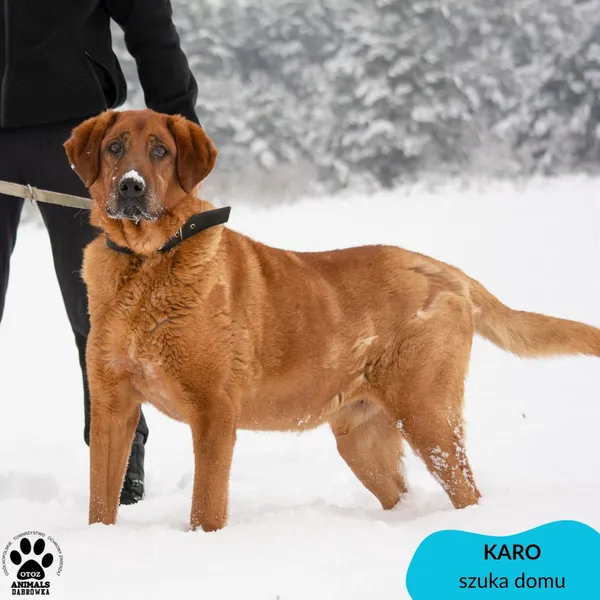 Pies do adopcji, Dąbrówka, 5 grudnia 2023 (1/4)