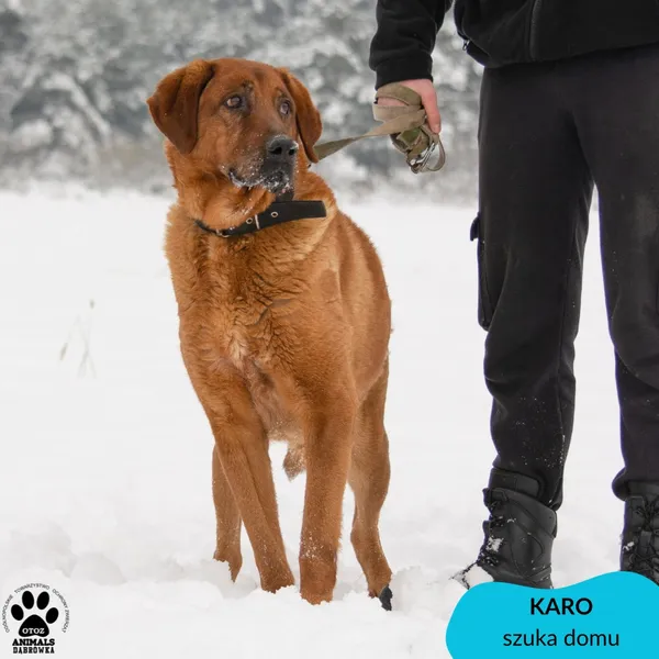 Pies do adopcji, Dąbrówka, 5 grudnia 2023 (3/4)