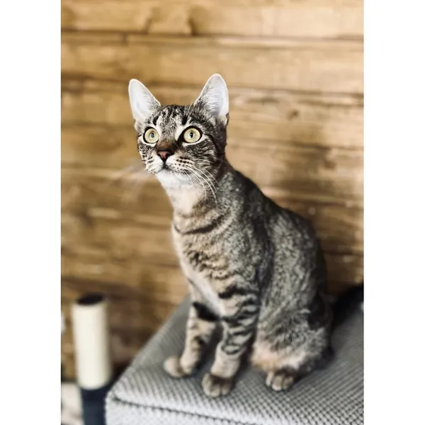 Znaleziono kota, Białystok, 28 maja 2024 (3/3)