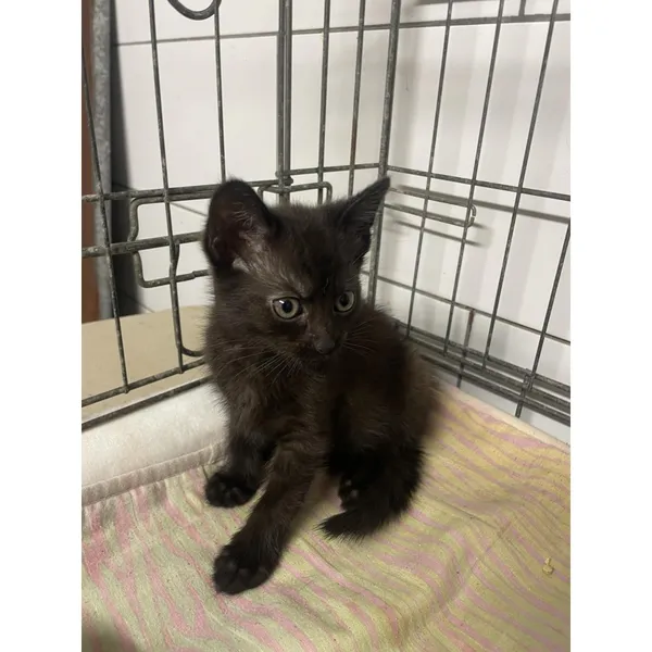 Znaleziono kota, Białystok, 28 maja 2024