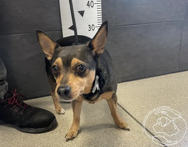 Znaleziono psa, Chełmek, 31 maja 2024