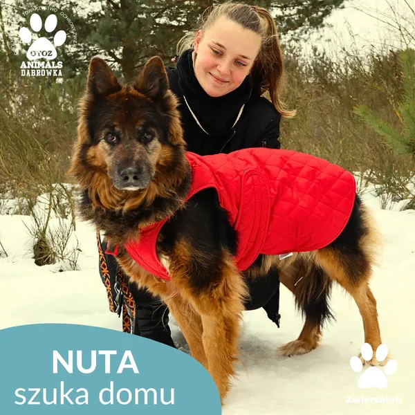 Kot do adopcji, Dąbrówka, 29 stycznia 2026 (1/3)