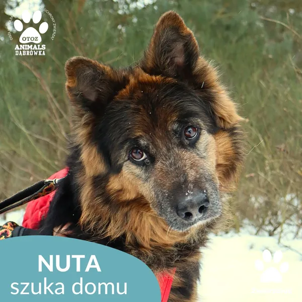 Kot do adopcji, Dąbrówka, 29 stycznia 2026 (2/3)