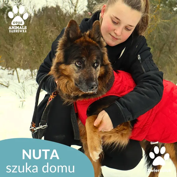 Kot do adopcji, Dąbrówka, 29 stycznia 2026 (3/3)