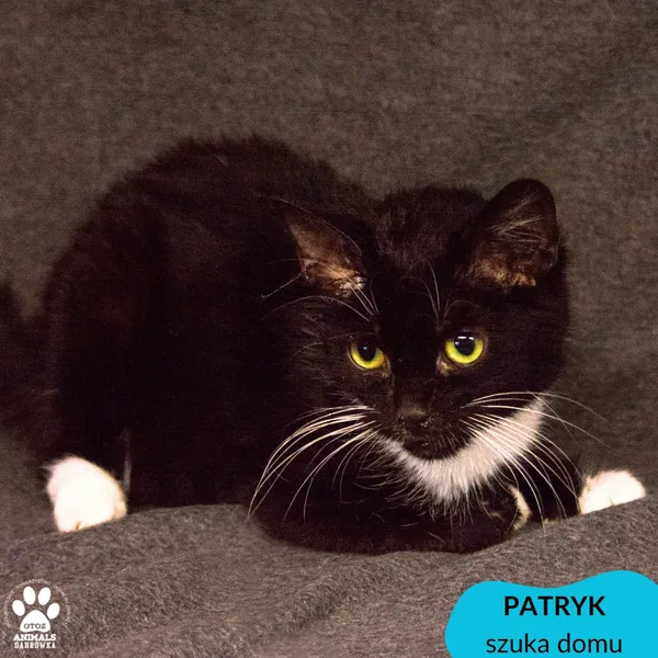 Kot do adopcji, Dąbrówka, 20 grudnia 2023 (4/4)