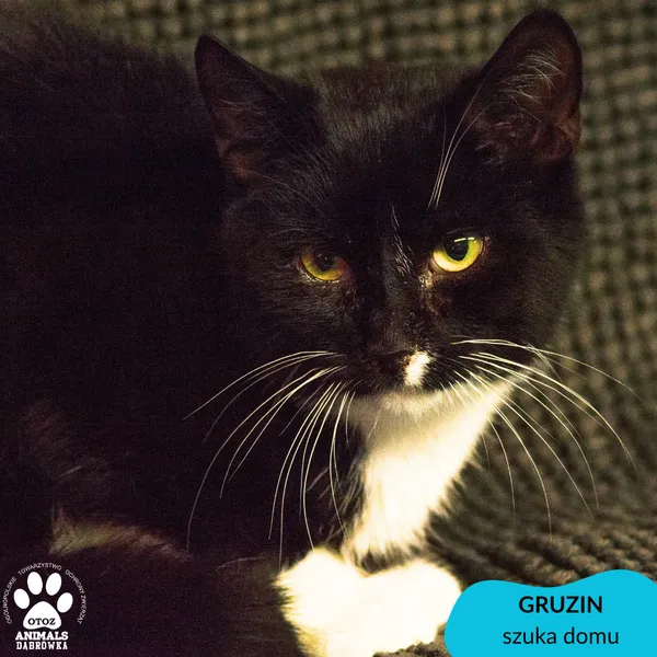 Kot do adopcji, Dąbrówka, 14 listopada 2023 (1/4)