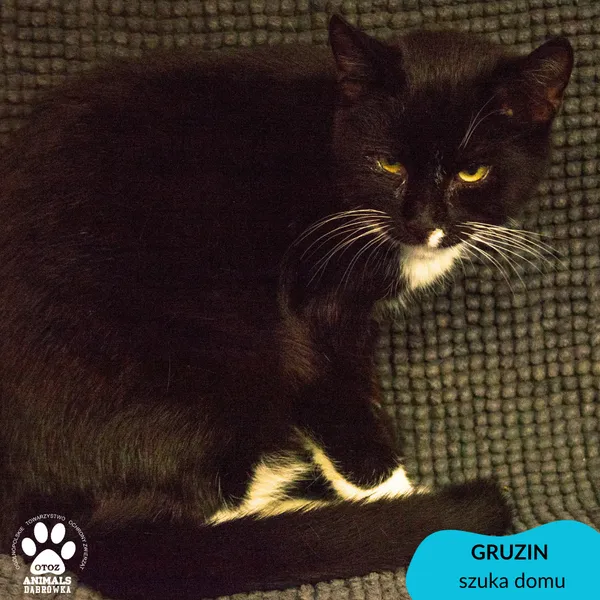 Kot do adopcji, Dąbrówka, 14 listopada 2023 (2/4)