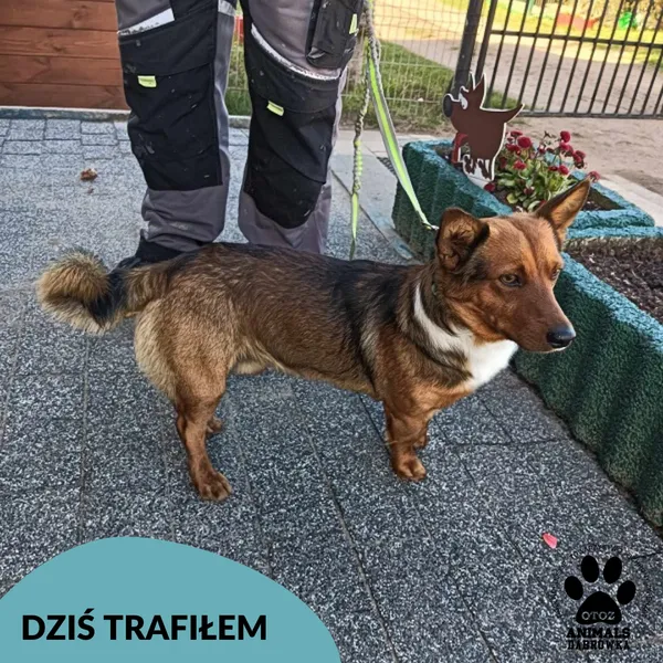 Kot do adopcji, Dąbrówka, 18 maja 2025