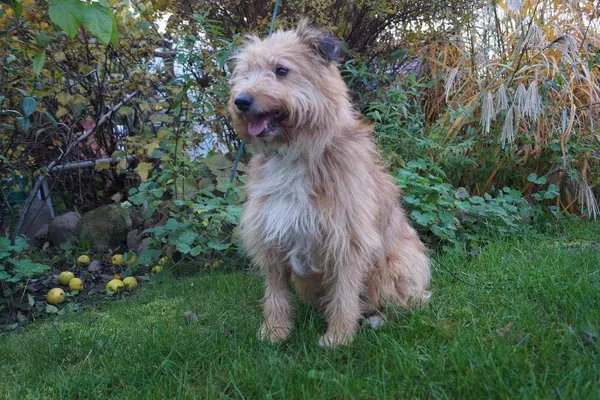 Oddam psa, Warszawa, Wyczółki, 1 czerwca 2024 (5/5)