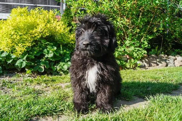 Oddam psa, Warszawa, Solec, 1 czerwca 2024 (3/5)