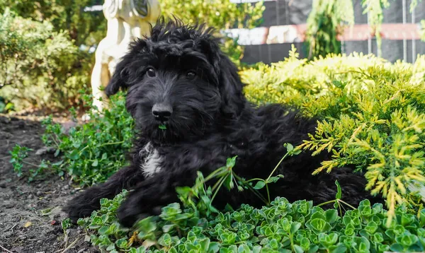 Oddam psa, Warszawa, Solec, 1 czerwca 2024 (4/5)