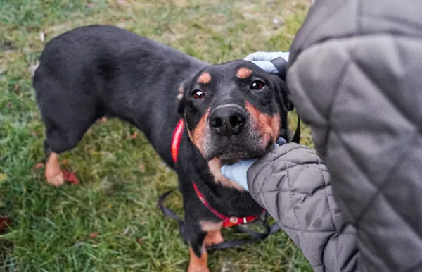 Oddam psa, Warszawa, Opacz Wielka, 1 czerwca 2024 (1/6)