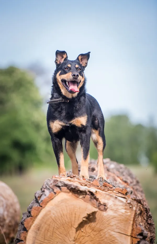 Oddam psa, Warszawa, Opacz Wielka, 1 czerwca 2024 (3/6)