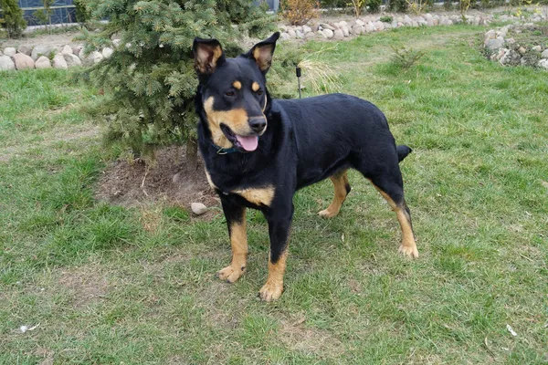 Oddam psa, Warszawa, Opacz Wielka, 1 czerwca 2024 (4/6)