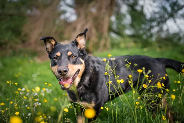 Oddam psa, Warszawa, Opacz Wielka, 1 czerwca 2024 (6/6)