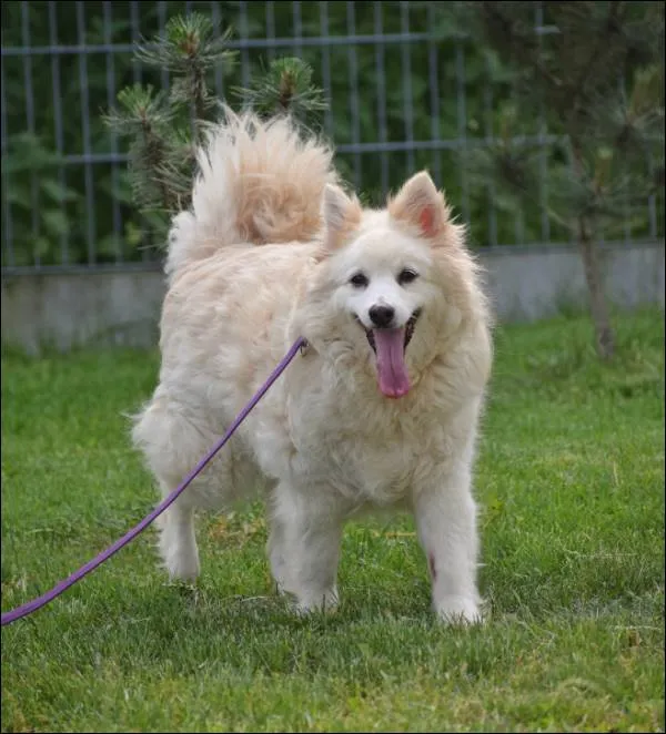 Znaleziono psa, Grudziądz, 27 kwietnia 2024