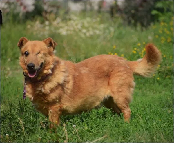Znaleziono psa, Grudziądz, 22 grudnia 2022