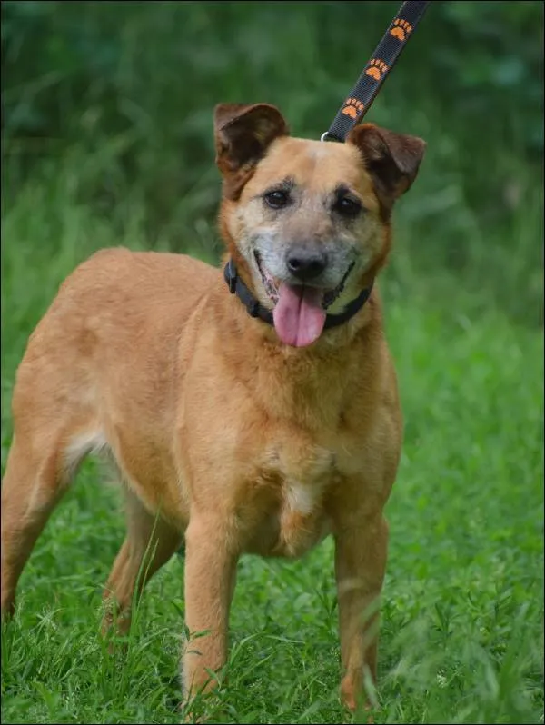 Znaleziono psa, Grudziądz, 25 lutego 2023