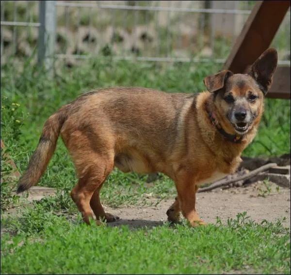 Znaleziono psa, Grudziądz, 25 stycznia 2022