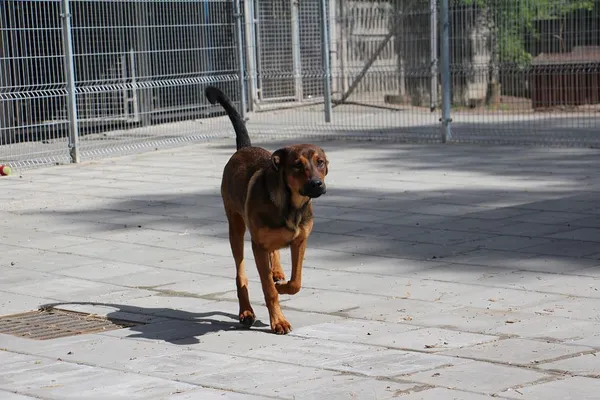 Pies do adopcji, Oborniki, 10 kwietnia 2024 (2/5)