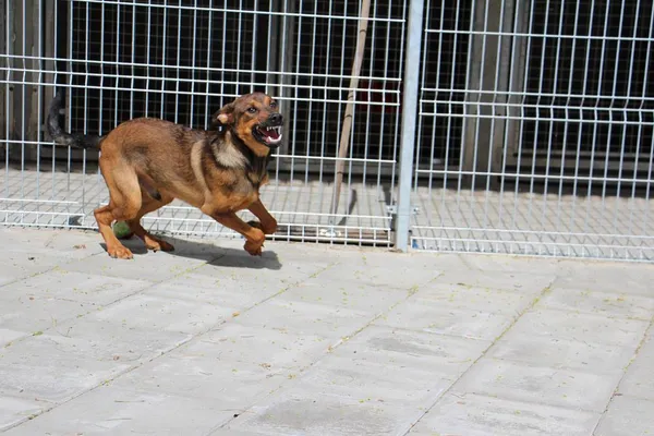 Pies do adopcji, Oborniki, 10 kwietnia 2024 (5/5)