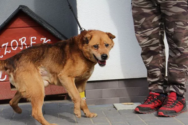 Pies do adopcji, Oborniki, 19 marca 2024 (3/5)