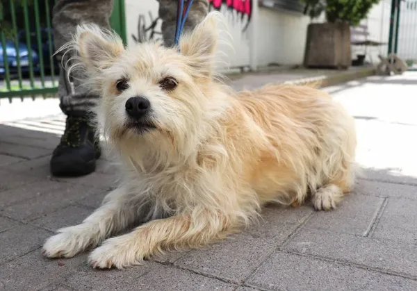 Znaleziono psa, Łódź, 30 maja 2024 (2/5)