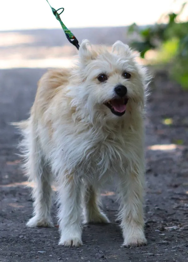 Znaleziono psa, Łódź, 30 maja 2024 (3/5)