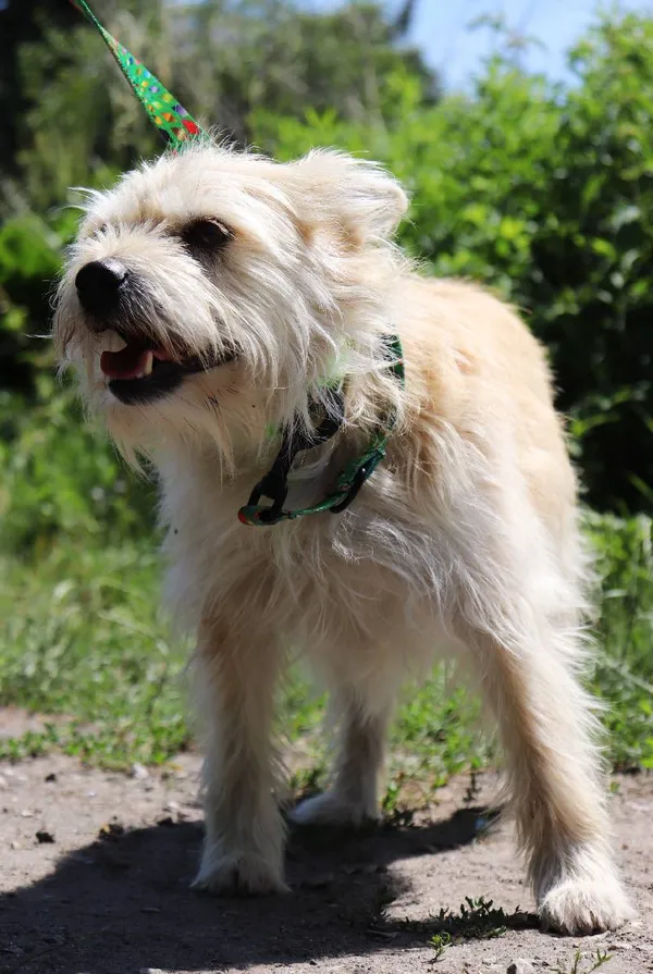 Znaleziono psa, Łódź, 30 maja 2024 (5/5)