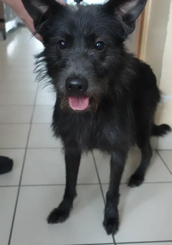 Znaleziono psa, Gdańsk, 1 czerwca 2024