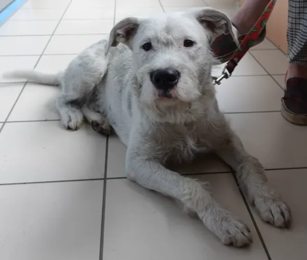 Znaleziono psa, Gdańsk, 1 czerwca 2024