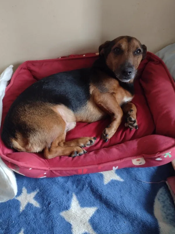 Zaginął pies, Częstochowa, 2 czerwca 2024 (1/3)