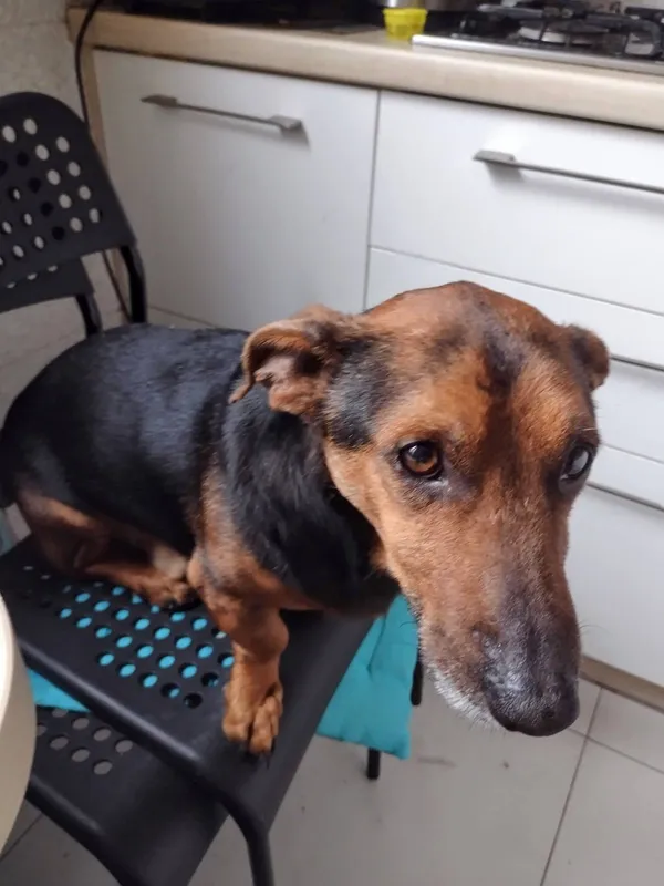 Zaginął pies, Częstochowa, 2 czerwca 2024 (2/3)