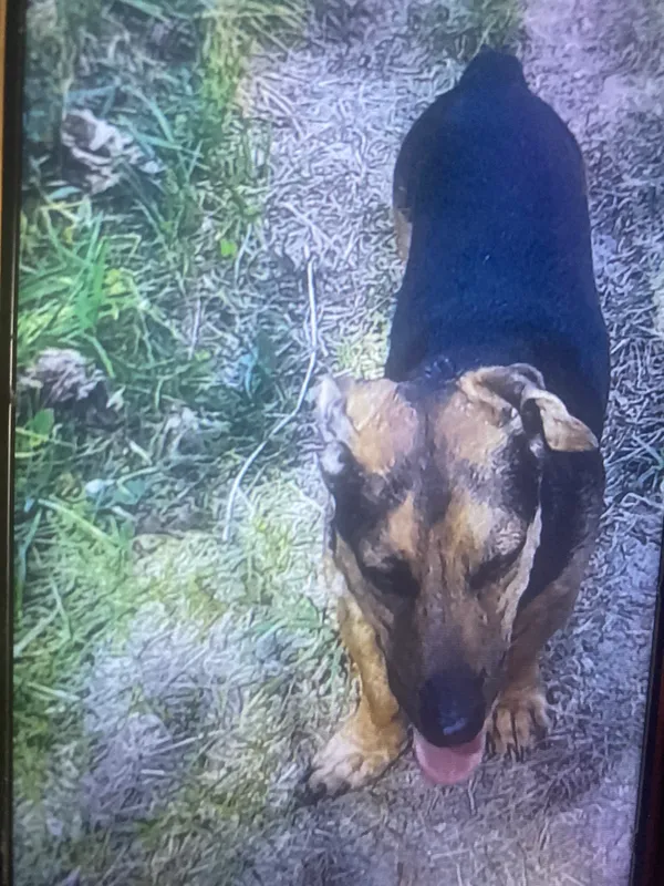 Zaginął pies, Częstochowa, 2 czerwca 2024 (3/3)