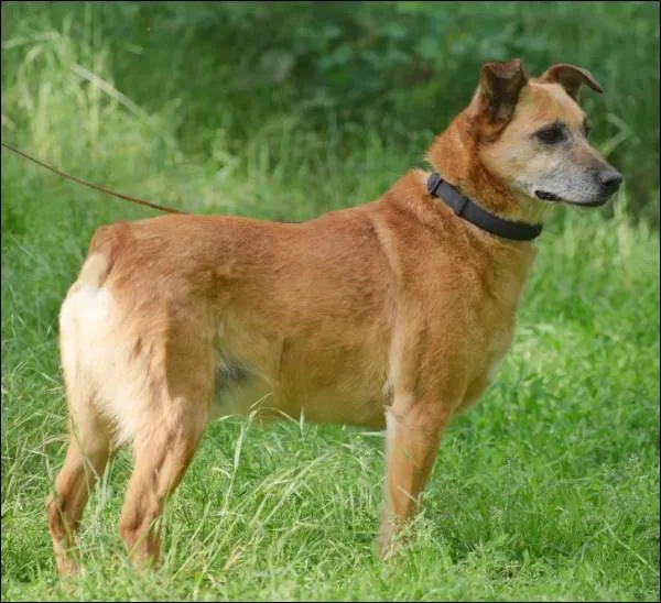 Znaleziono psa, Grudziądz, 25 lutego 2023