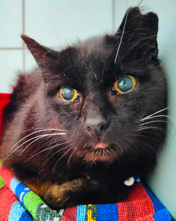 Znaleziono kota, Lublin, 1 czerwca 2024