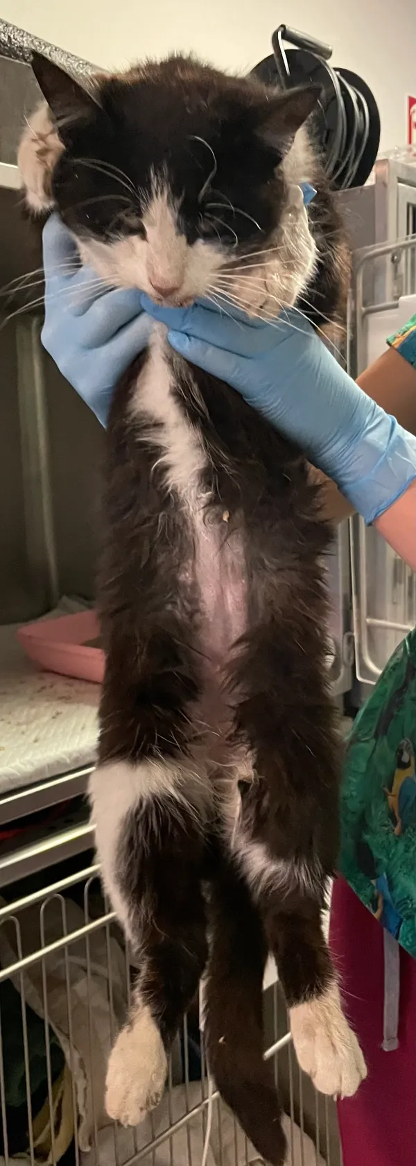 Znaleziono kota, Lublin, 1 czerwca 2024