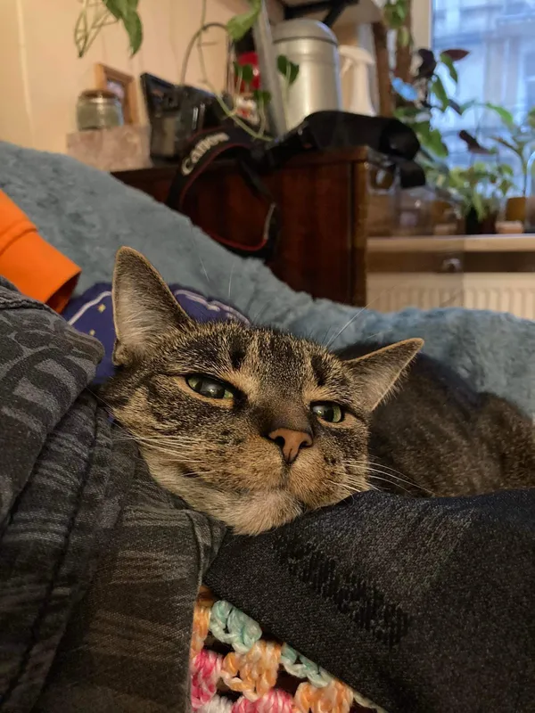 Zaginął kot, Góra Świętej Anny, 2 czerwca 2024 (2/5)