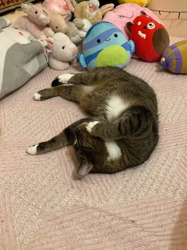 Zaginął kot, Góra Świętej Anny, 2 czerwca 2024 (3/5)