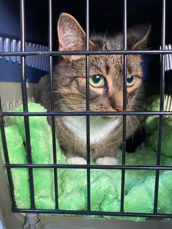 Zaginął kot, Góra Świętej Anny, 2 czerwca 2024 (4/5)