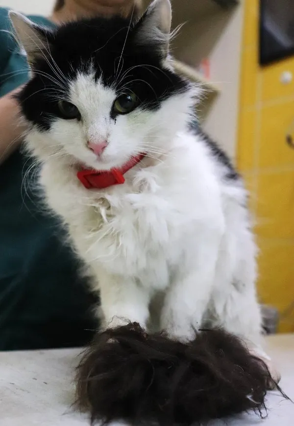 Znaleziono kota, Łódź, 2 czerwca 2024 (1/3)