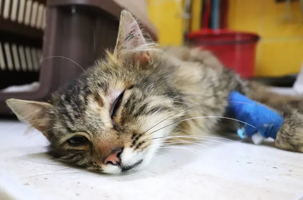 Znaleziono kota, Łódź, 2 czerwca 2024 (2/2)