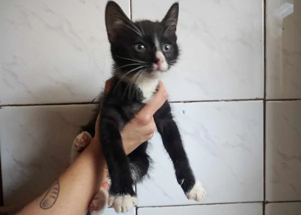 Znaleziono kota, Toruń, 31 maja 2024