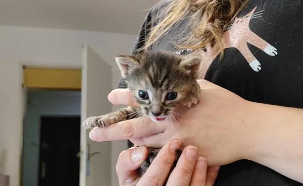 Znaleziono kota, Toruń, 29 maja 2024