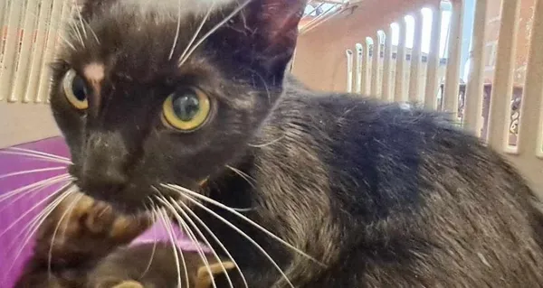 Znaleziono kota, Toruń, 29 maja 2024