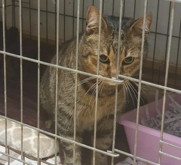 Znaleziono kota, Toruń, 28 maja 2024