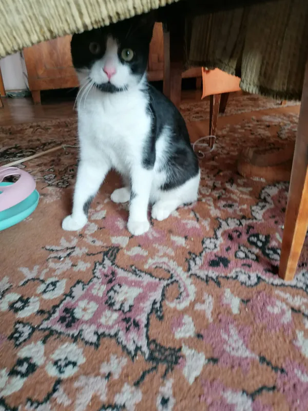 Zaginął kot, Warszawa, Koło, 3 czerwca 2024 (2/2)