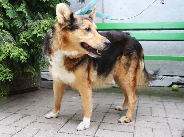 Znaleziono psa, Łódź, 2 czerwca 2024 (1/3)