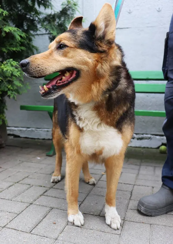 Znaleziono psa, Łódź, 2 czerwca 2024 (3/3)